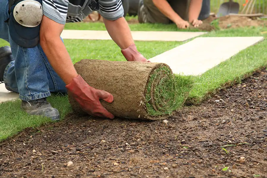 How long after installing sod can you walk on it Trenton, NJ