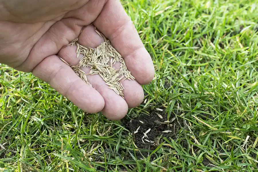 How often should you fertilize your Trenton, NJ